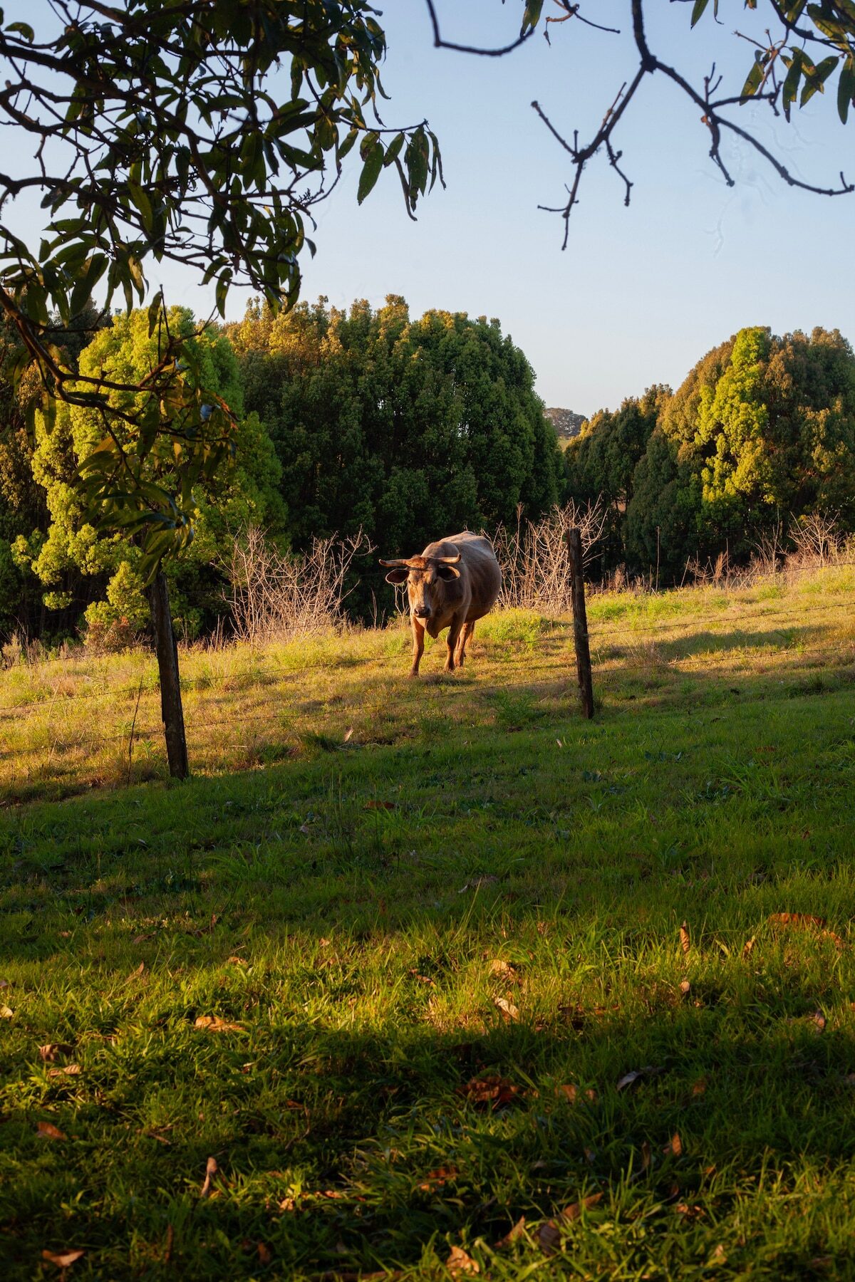 A friendly cow at the fence line — one of George's herd
