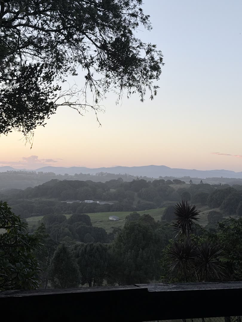 Hinterland view from the deck at dusk with cabbage palms